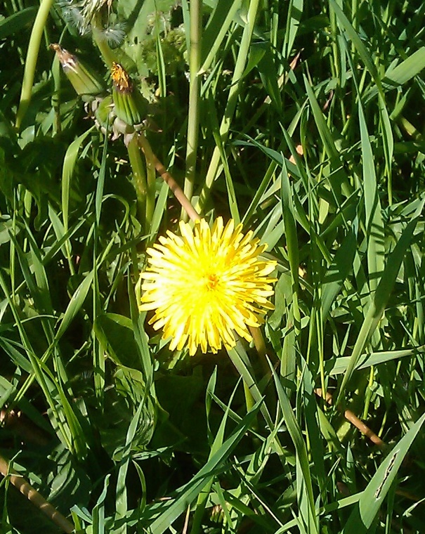 TEKSTBANK 1 Nivå 2 Leseark 7 Løvetann Her ser du en løvetann. Løvetann er en gul blomst. Den vokser langs veien. Kaniner spiser løvetann.