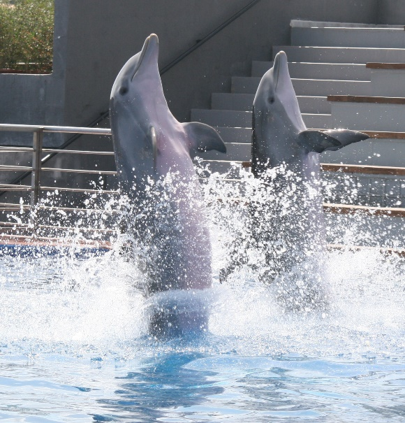 TEKSTBANK 1 Nivå 2 Leseark 9 Delfiner Her ser du to delfiner. Delfinene lever naturlig i havet. Disse to delfinene bor i en dyrepark. Delfiner kan hoppe høyt. De er smarte dyr som kan lære mye.