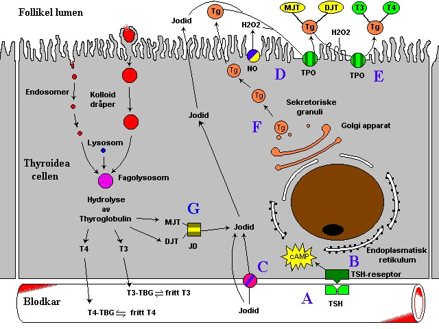 Dyshormonogenese Arvelige defekter i reseptorer og enzym /transportsystemer Arvelige former av medfødt hypotyreose Defekt tyroglobulin syntese - kvantitativ / kvalitativ defekt Defekt