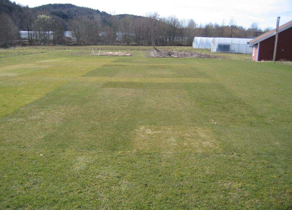 Mange ängsgröesorter tåler ikke klippehøyder under 1 mm -Slipper inn vitgröe - Utsatt for sjukdom -Sein veksstart om våren Rangering ängsgröesorter på fairway, STRI 21 Helhet, 1-9 8. 7.