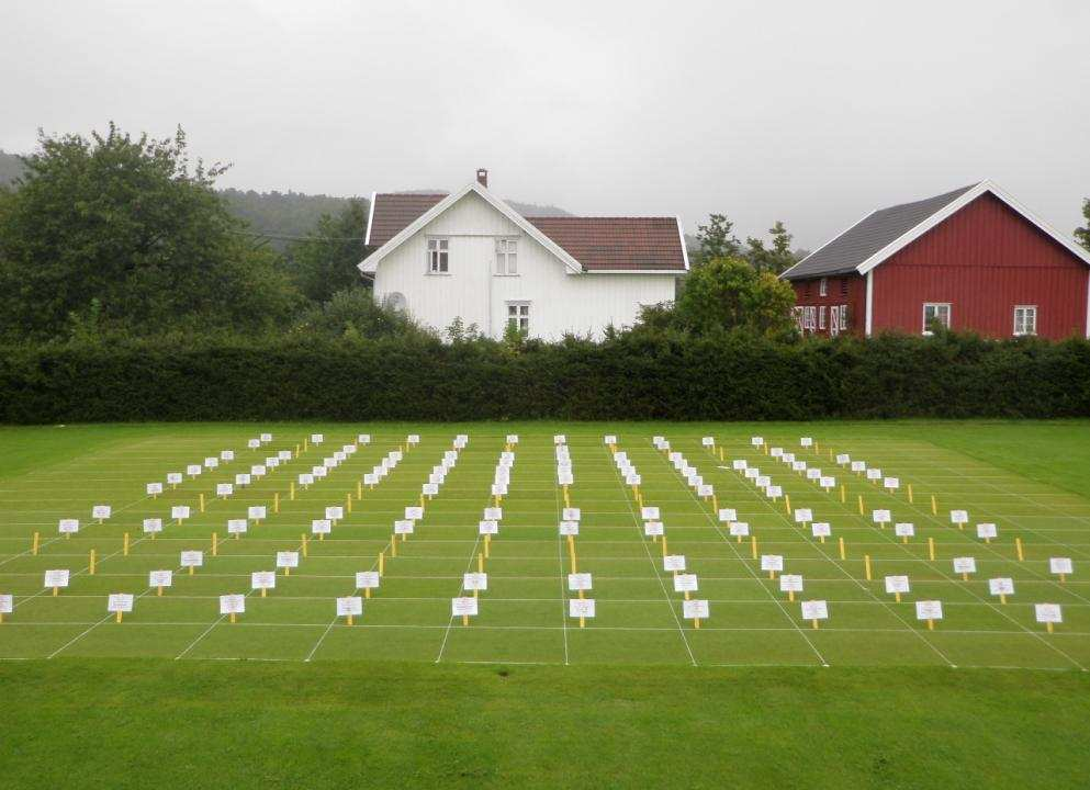 Rangering av arter og sorter fra best til dårligst, Samuelsdals GK, Falun Art och Sort Medel 1 Rödsvingel k. utlöpare Leonora 8, 2 Rödsvingel k.