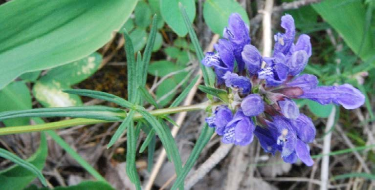 1 Innledning 1.1 Den prioriterte arten dragehode. Figur 1. Dragehode Dracocephalum ruyschiana i om lag naturlig størrelse.