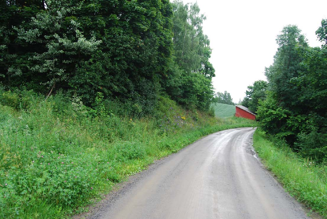 4.2 Hedmark fylke 4.2.1 Ringsaker: Nes, Hillstad 2 Fylkesveg 39 Løpenr i artsobservasjoner: 1900912 Undersøkt 20120712 Det ble her observert 2 individer av dragehode i en sørvendt vegskjæring i