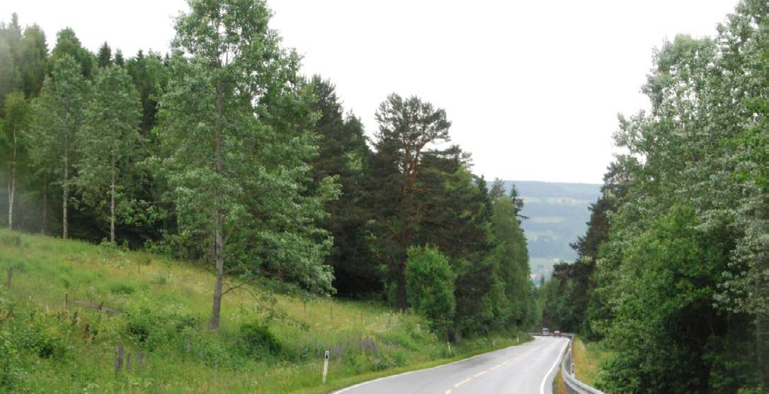 Figur 8. Lokaliteten ved Nedre Alm i Ringsaker. Bildet er tatt mot vest. Dragehode vokser på venstre side der trærne vokser helt ut til vegen. Figure 8. D. ruyschiana locality at Nedre Alm, photographed from the east.