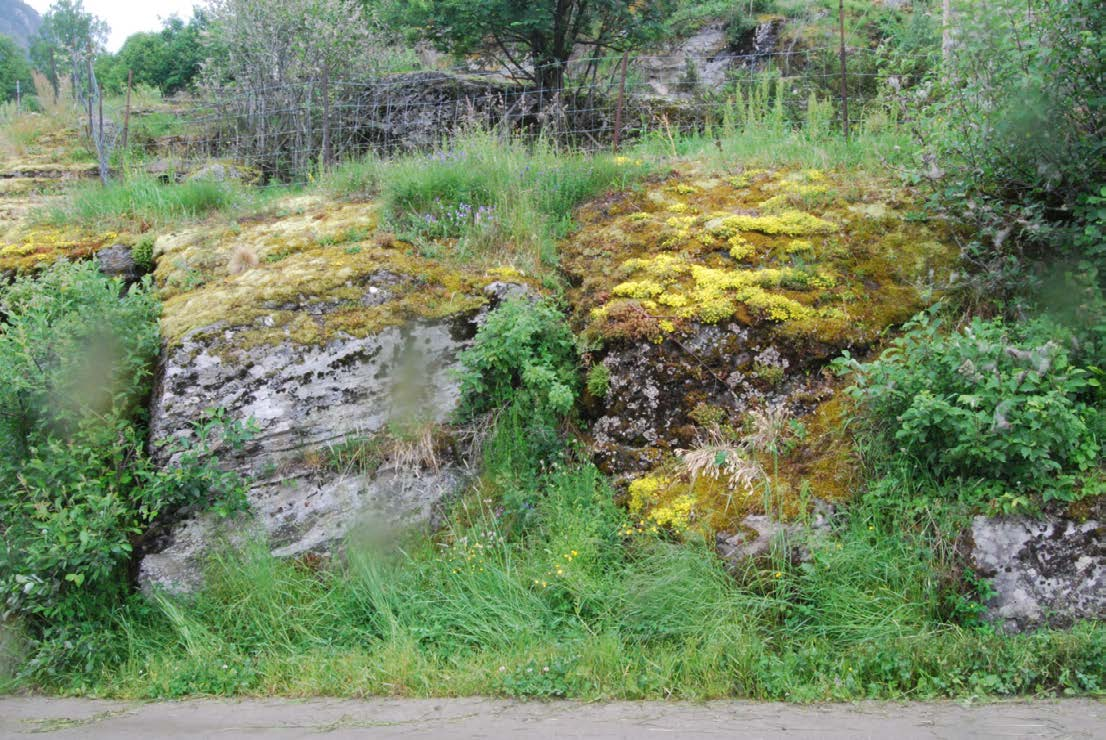 4.3.3 Ringebu: Tvåjord 2 ca 30 m fra Fylkesveg 375 Løpenr i Artsobservasjoner1758040 Undersøkt 20120629 Dragehode vokser her på en bergknaus, inntil 2,5 m fra vegen og ca 1,5 m over denne.