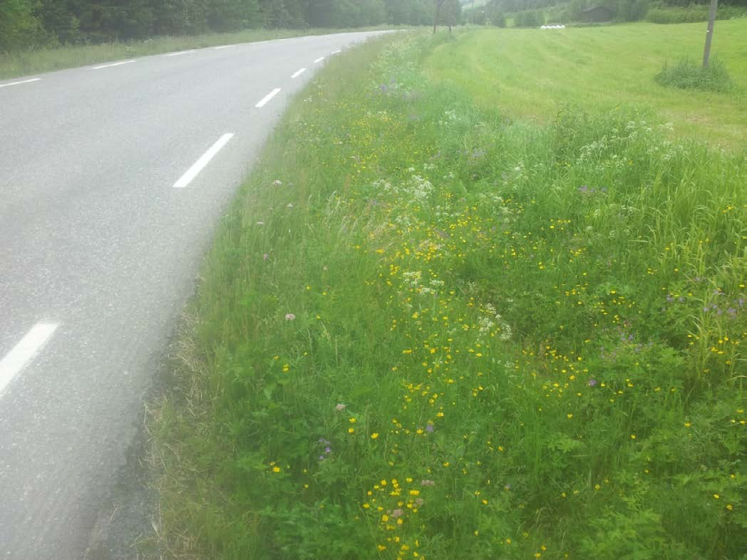 Tabell 18. Artsliste langs vegkanten ved Gausdal: Leirvollen Table 18. Species list along the road at Gausdal: Leirvollen. Achillea millefolium ssp.