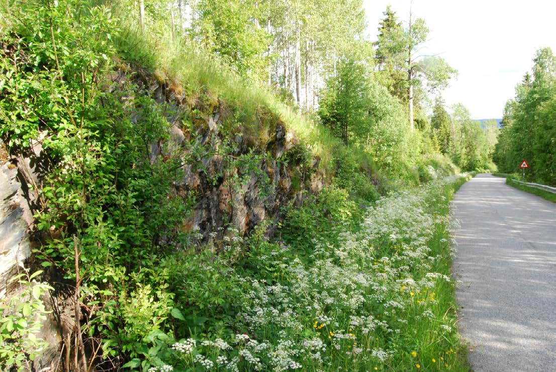 4.3.22 Nord-Aurdal: Bråten Fylkesveg 270 Løpenr i Artsobservasjoner 1831644 mm Undersøkt 20120627 Flere individer observert langs fylkesveg 270, som her går i nordvestlig-sydøstlig retning.