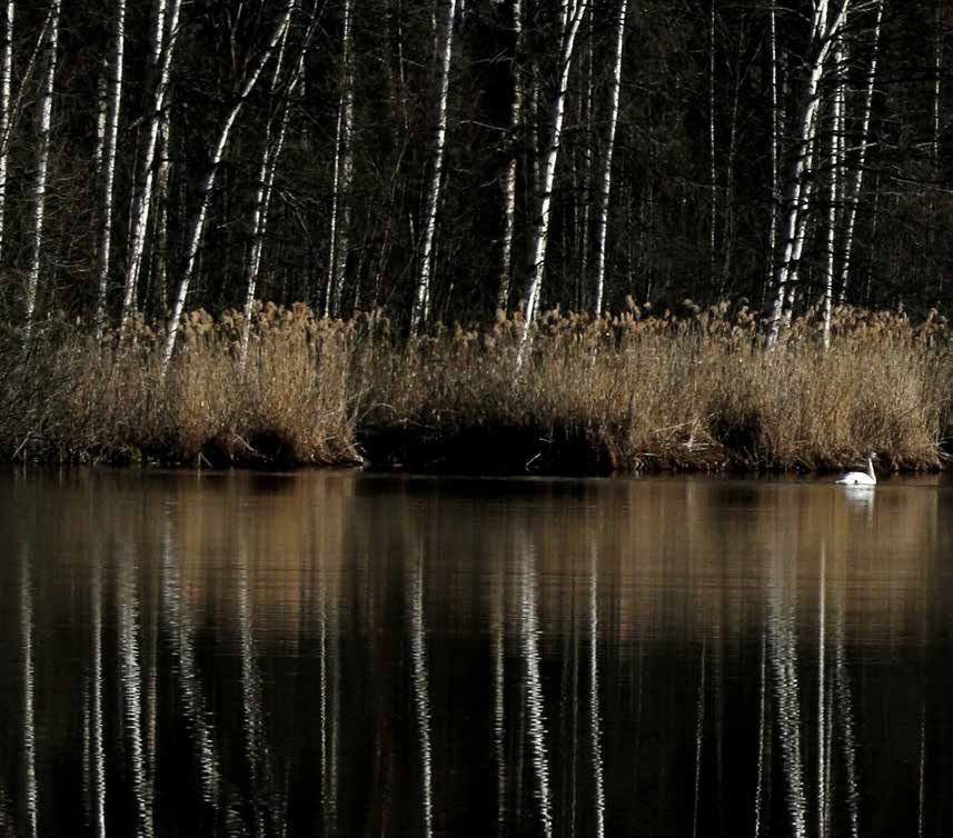 U Ute Vår med unger hvis du har, finn et egnet sted. Mellom knopper og gåsunger og fugleskravl og blåveis. Da er det bare å gjøre som Ronja Røverdatter. Være i våren. La vinteren renne ut av kroppen.