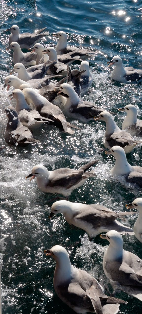 Norske sjøfugler i krise Et rikt fiske og gode sjøfuglbestander er tegn på levende økosystemer. Før moderne teknologi overtok var sjøfuglene også viktige veivisere til og fra de gode fiskefeltene.