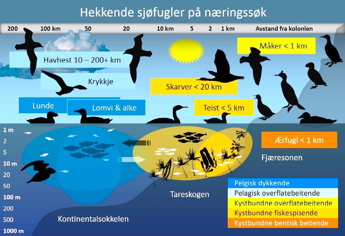 stor bekymring til hvordan forventede klimaendringer vil påvirke våre sjøfuglbestander framover.