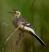 NATUR I ØSTFOLD 20(1/2) 2001 Fig. 3. Sitronerle (Motacilla citreola) ad. hunn, Paimio i Finland 10. juni 1997.