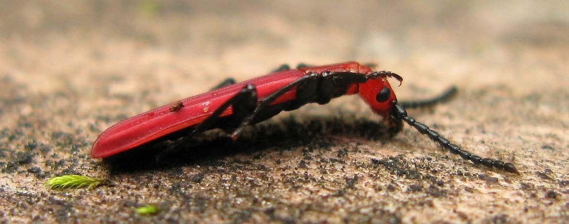 1 Innledning Sinoberbillen (Cucujus cinnaberinus Scopoli, 1763) er en rød, karakteristisk flatbille (Cucujidae) som er tilknyttet nylig døde trær, primært av osp (Figur 1 og 2).