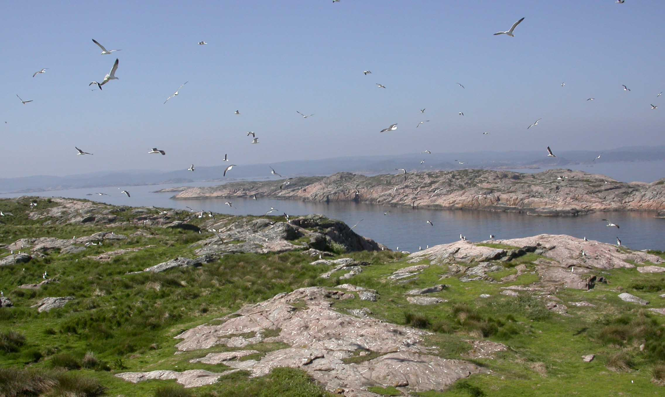 Rapport: Overvåking av hekkende sjøfugl i Vest-Agders sjøfuglreservater 2006. Bestandsstørrelse og hekkesuksess.