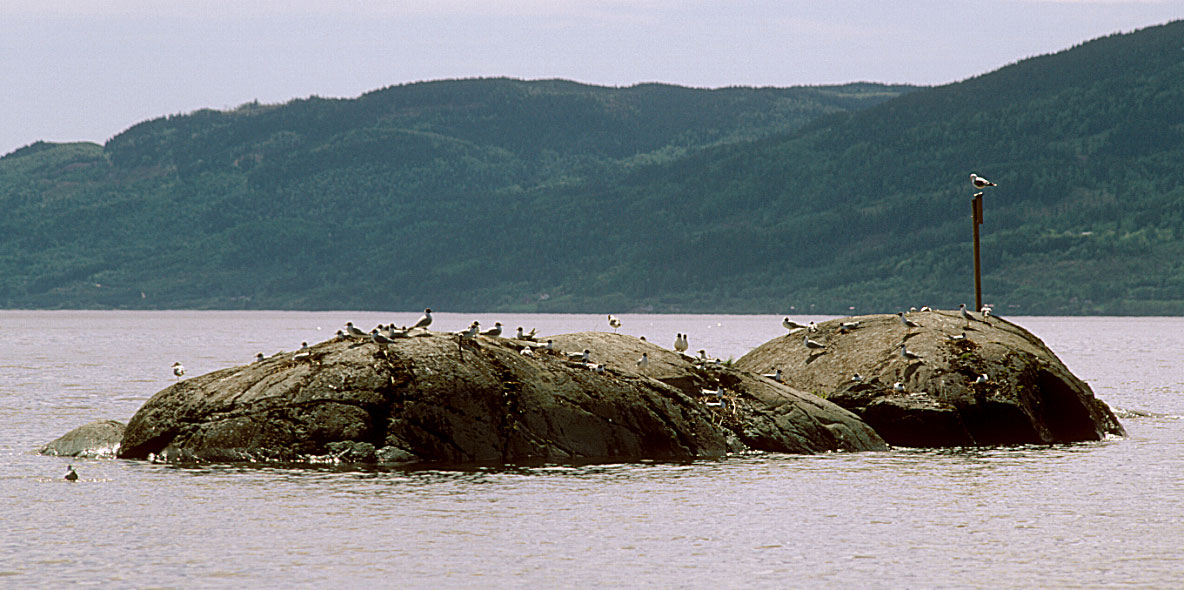 Furuøyene i den ytre, vestre delen av Nordfjorden er en viktig hekkeplass for hettemåke, fiskemåke og enkelte år også makrellterne. Bildet fra 01.06.