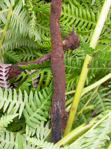 Inger Elisabeth Måren og Kristine Ekelund Pteridium er avledet fra det greske ordet pteris, bregne (beslektet med pteron, som betyr vinge eller fjær), mens aquilinum er latin og betyr «lik en ørn».