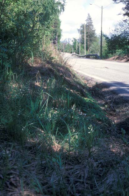 Kartlegging og vern av hvit skogfrue i Hardanger 5 Figur 1. Hvit skogfrue Cephalanthera longifolia Ålvik, Kvam herad, 23.mai 2003. Figur 2.