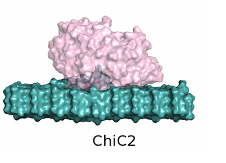 1. Introduksjon 1.4.1.2 ChiC ChiC består av et katalytisk domene og to kitinbindende domener. S. marcescens kan produsere to ulike former for ChiC. Den ene kalles ChiC1 og er proteinet i sin helhet.