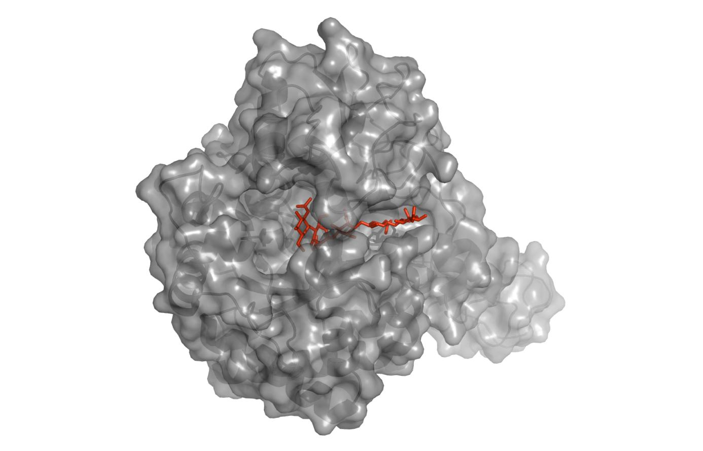 Resultater Figur 4.1: Surface fremstilling av ChiB i kompleks med sukker pentamer (farget rød).