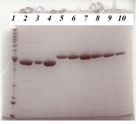 Resultater Figur 4.8:Resultatet for SDS- PAGE gel for de oppsamlede fraksjonene fra HIC- renseprosedyren av mutant R446, brønn 5-10. Av figur 4.