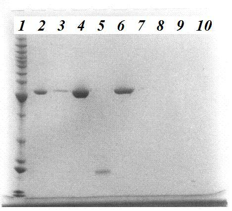 Appendix b) Figur 7.8: a) Bildet viser resultatet av rensing av CBP-21 protein i form av et kromatogram. CBP- 21 ble eluert i den siste toppen.
