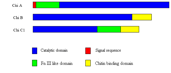 Introduksjon Figur 1.6: Sammenligning av sekvensene til ChiA, ChiB og ChiC 1 fra Serratia marcescens.