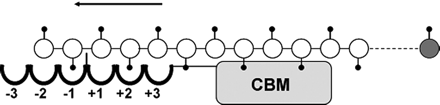 Introduksjon Figur 1.8: Illustrer skjematisk degradering av kitin med ChiB. For at katalyse skal skje må det være en N- acetyl gruppe i -1 posisjon i enzymets aktive sete.