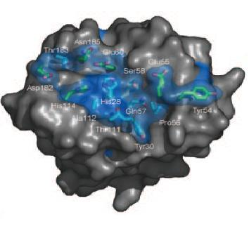 Introduksjon Figur 1.9: Bildet viser overflatestrukturen til CBP21- proteinet.