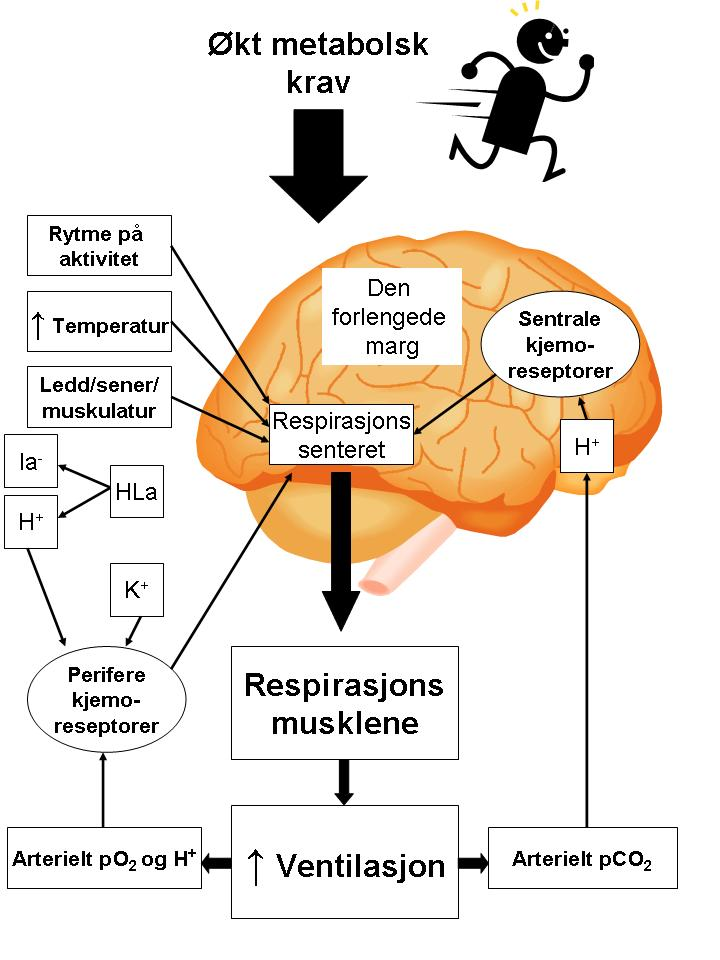 Teori respirasjonssenteret både nervøst og hormonelt (Forster & Pan, 1988; Braman, 1995; Vander et al., 2001; West JB, 2008). Dette er illustrert i figur 2.