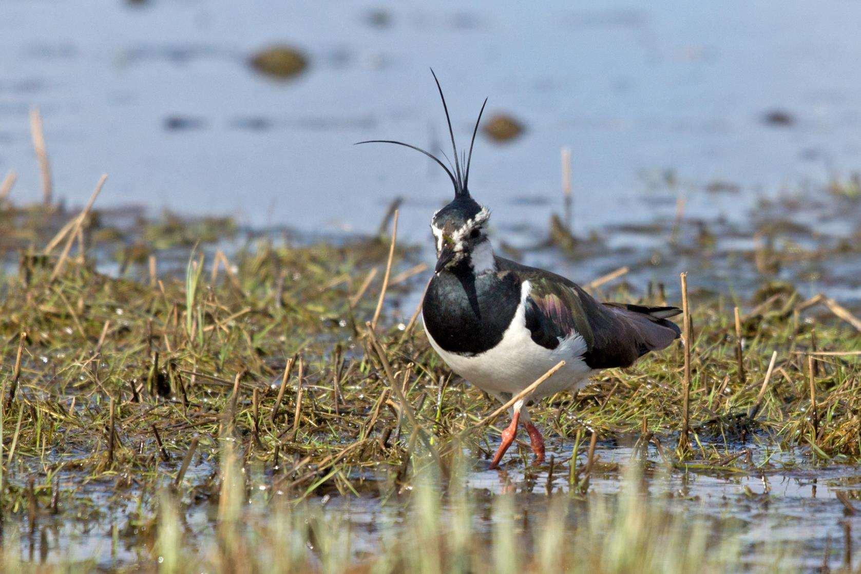 Lapwing (Vanellus vanellus) Truly farmland bird Population in decline