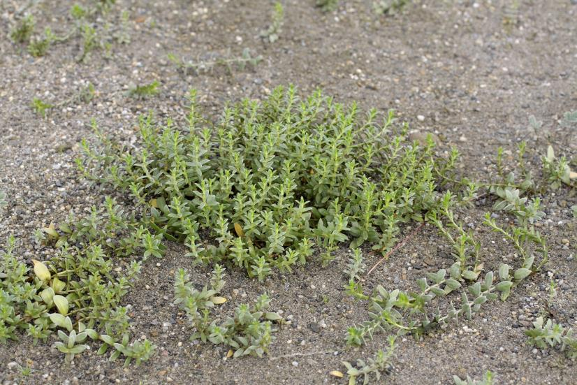 Bilde 4. Evjebrodd og dikevasshår er mest utbredt blant de såkalte pusleplantene. U6 Grusstrand og brakk grus/sandstrand-forstrand Vegetasjonstypen er lite typisk i lokaliteten.