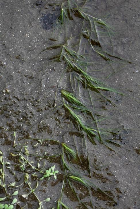 Bilde 6. Utsnitt fra de indre delene av lokaliteten der starr og gras danner tettere feltsjikt og preger vegetasjonstypene.