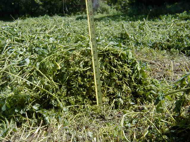 Drying Reduced 10 100X Produced by Cornell Cooperative Extension