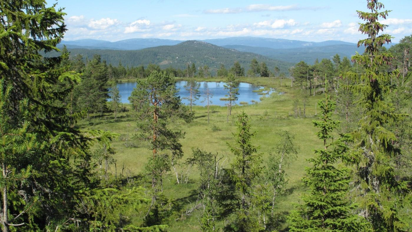 Frivillig vern av skog Høring av verneforslag for: Veikulåsen (utvidelse), Gol Knipetjennåsen, Krødsherad Halvfaråsen, Sigdal Grønknuten (utvidelse), Modum Høgtidsåsen - Svartfjellet,