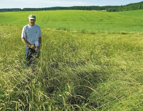 130 Lars T. Havstad et al. / Bioforsk FOKUS 1 (2) Bilde 1. Ringleder Trond Gunnarstorp i feltet i Østfold 12. juli 2005. Ikke vekstregulert rute med legde til høyre. Foto Lars T. Havstad. Tabell 2.