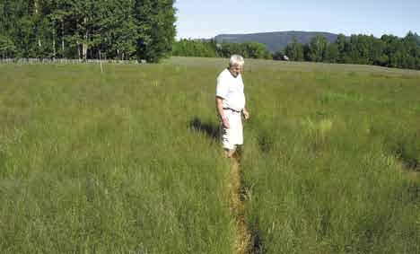 Trygve S. Aamlid et al. / Bioforsk FOKUS 1 (2) 169 Bilde 2. Fungerende ringleder Paul Eriksen i frøenga av Lillian i Telemark. Foto tatt 29. juni 2005 av Trygve S. Aamlid. auken ved utsatt høstgjødsling minner om tidligere resultater i engrappfrøeng (Aamlid & Ristad 2002), men er enda kraftigere.