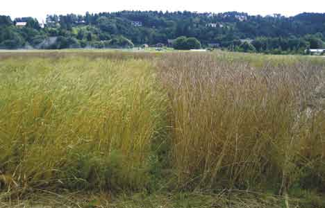 Trygve S. Aamlid et al. / Bioforsk FOKUS 1 (2) 277 Såtider og såmengder ved etablering av økologisk høst- og vårspelt på Sørøstlandet TRYGVE S. AAMLID, ÅSMUND B.