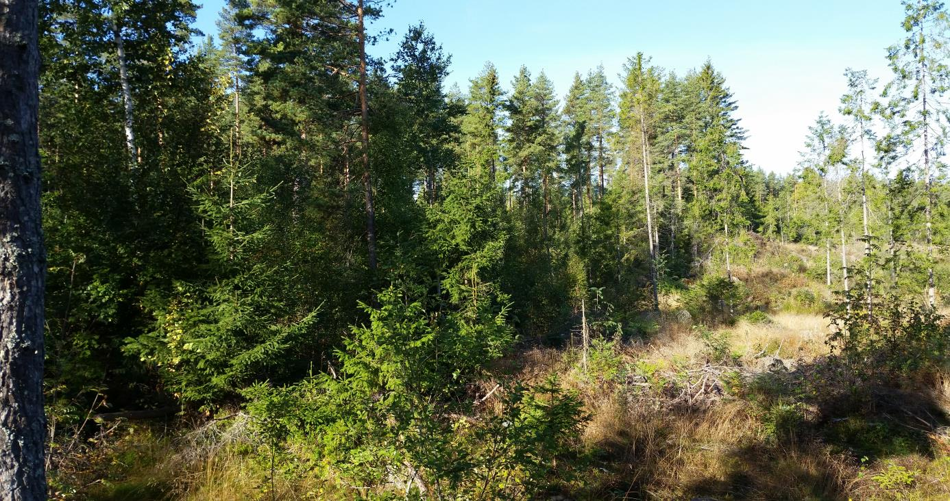 4.6 Rekreasjonsverdi og daglig bruk av området Deler av skogen («Blåbærlia») blir brukt som lekeområde for barneskolen på Stalsberg, og er delvis opparbeidet med hinderløype i skogen.