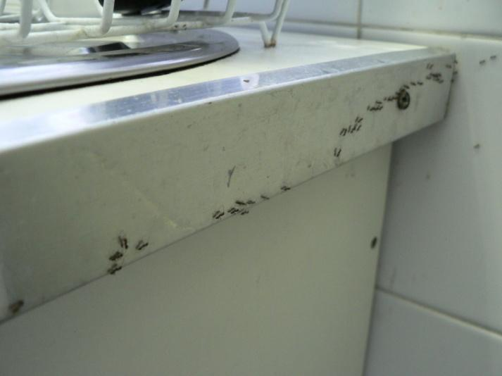 Cabe volver a recordar os responsables municipais, que tanto nas instalacións de cociña e descanso existe un foco de formigas, habendo días que se está ante una verdadeira PRAGA antihixénica.