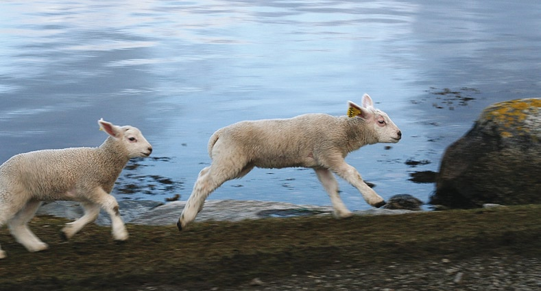 satsingsområder " i 2008 økte medlemstallet og 27,4% av landets saueprodusenter var medlemmer i Sauekontollen.