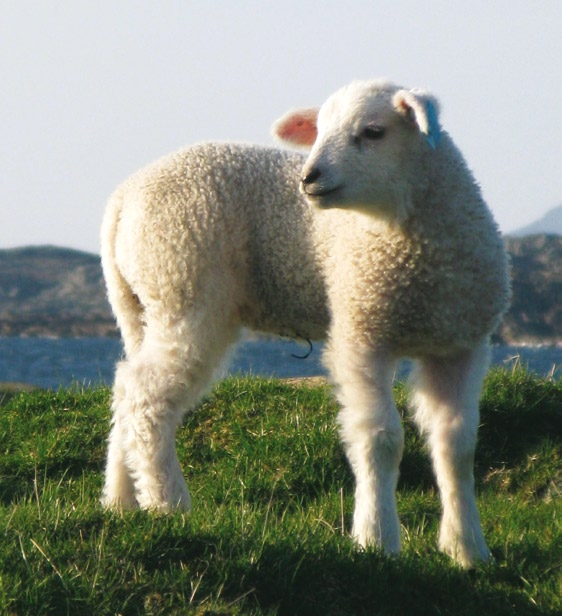 Slakt fra medlemmer holder en bedre og jevnere kvalitet enn slakt fra ikkemedlemmer (disse grunntallene vises ikke i tabellen).