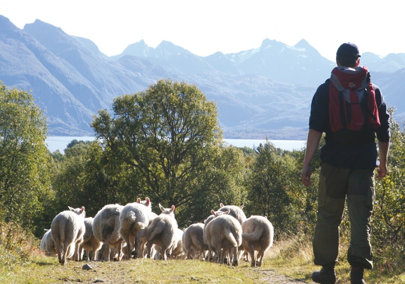 Organisering og finansiering Animalia har administrasjonen av Sauekontrollen sentralt og står for drift og utvikling av registrerings- og rapporteringsverktøy for medlemmer og rådgivere og for den