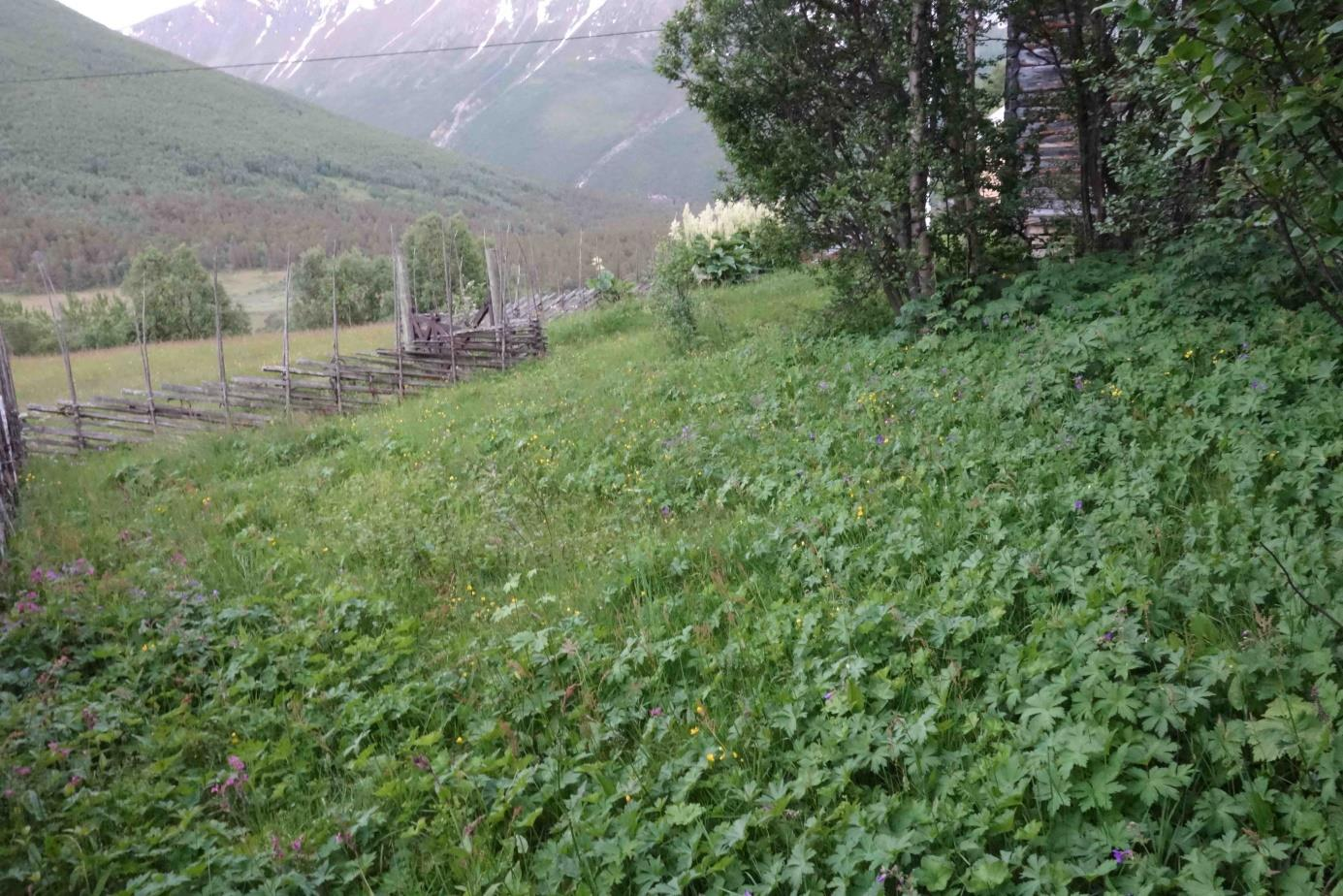 Kartlegging av utvalde naturtypar i Møre og Romsdal 2015 1. april 2016 22 Figur 14. Her ser ein delar av arealet mellom husa.