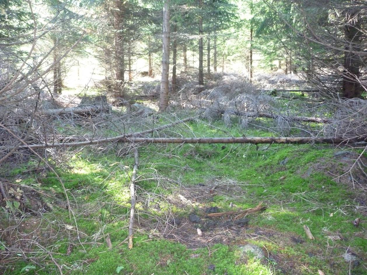 Figur 15. Sørdelen av området består av fuktig granskog med hogstavfall. Foto mot sør.