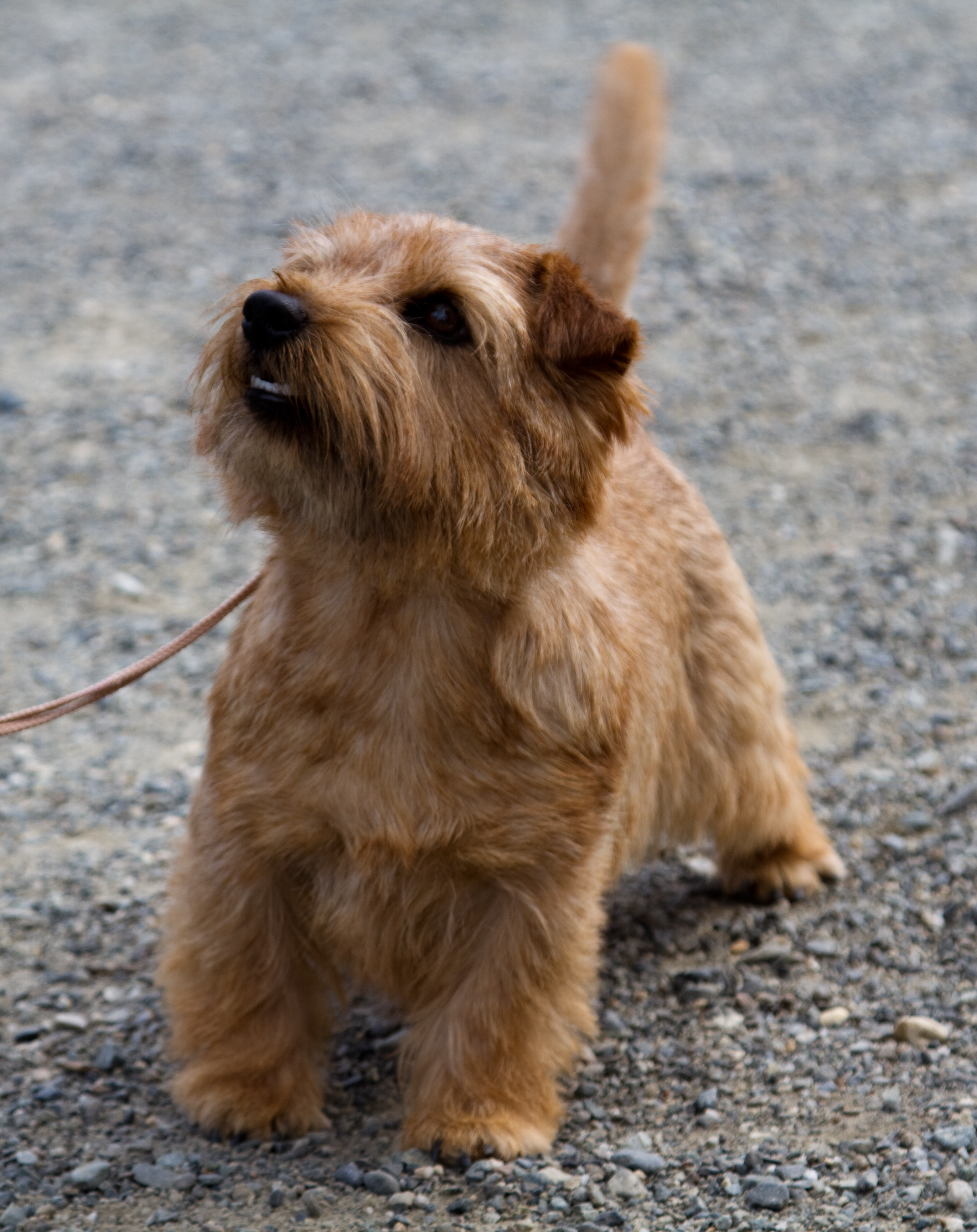 Årets NORFOLK TERRIER 2012 Astrid aka NJV- 11 Adorabel Helt Prinsesse (N SE UCH NV- 12