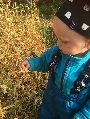 Delmål: «Barna skal få kjennskap til årstidene, prosessene og livet i naturen» Vi vet det er høst når kornet er gult, treskeren kjører på jordet og barna henger ved gjerdet.