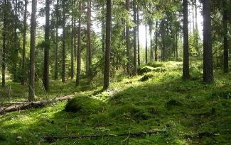 18 4.4. Natur, miljø og teknikk 0 2 år 2 4 år 4 6 år Personalet rolle Dokumentasjon Oppleve glede og undring over naturens egenart og mangfold.