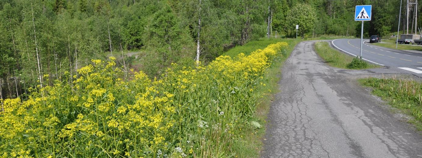 Drifte Fase Følge opp entreprisen Utarbeide prosjektbestilling for driftsprosjekt Drifte vegnettet gjennom driftskontrakter Oppgave - Etter ferdigstilt anlegg og før overlevering til drift skal det