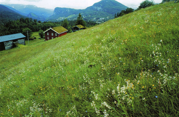 Kontinuerlig drift på lokalitet Foto: Asbjørn Lie.