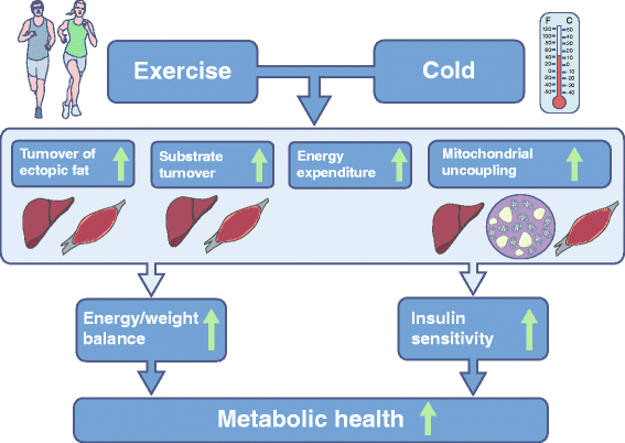 «Temperature training» Combatting type 2 diabetes by turning up the heat (in the body, by turning it down in the house).