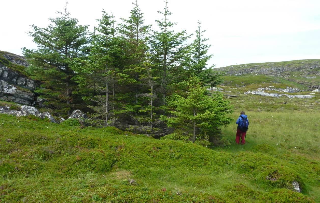 Vedlegg 2 - Bilder Bilde 1. Tørr lynghei lengst i nord på Spjutøya.